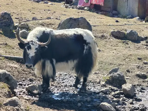 Yak